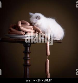 Portrait  of a Burmese kitten cat or sacret cat of Burma sitting on a table stealing sausages in a stillife setting Stock Photo