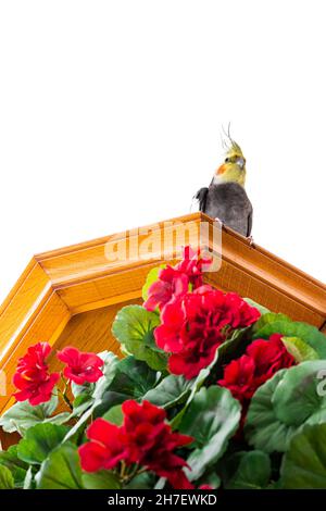 Picture of a bird called nymph or carolina on a white background.In the foreground are a bouquet of red flowers. Stock Photo