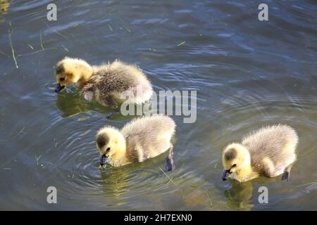 Three little Canada Geese goslings swim in water Stock Photo