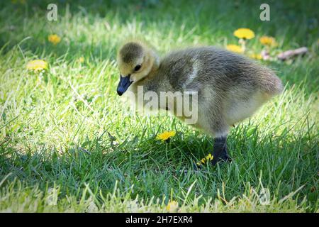 Closeup of a Canada Goose Gosling standing in the grass Stock Photo