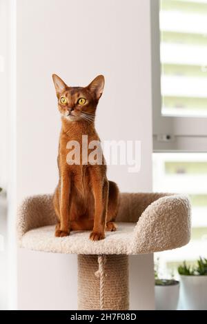 Abyssinian young cat sitting at tower. Beautiful purebred short haired kitten Stock Photo