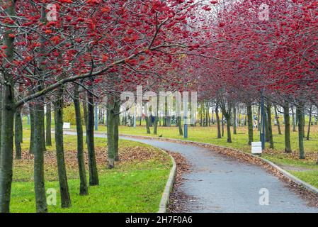 Alley with red mountain ash in the park named after the 300th anniversary of St. Petersburg . Russia. Stock Photo