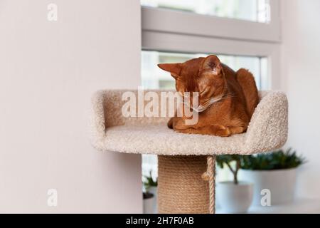 Abyssinian young cat lies at tower. Beautiful purebred short haired pet Stock Photo