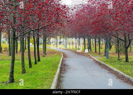 Alley with red mountain ash in the park named after the 300th anniversary of St. Petersburg . Russia. Stock Photo