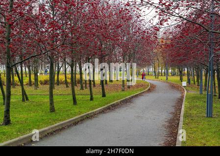 Alley with red mountain ash in the park named after the 300th anniversary of St. Petersburg . Russia. Stock Photo