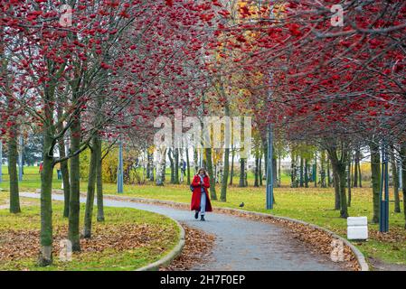 Alley with red mountain ash in the park named after the 300th anniversary of St. Petersburg . Russia. Stock Photo