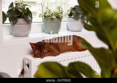 Abyssinian young cat lies on the windowsill. Beautiful purebred short haired kitten Stock Photo