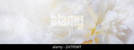 Аbstract romance background with delicate white peonies flowers, selective focus, close-up. Romantic banner with free copy space for text Stock Photo