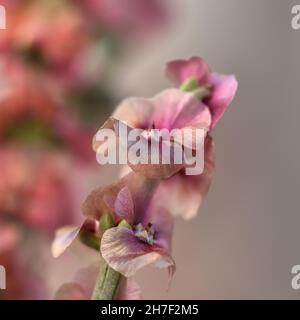 Detail of autumn flowers in Andalucia: barrilla or salicor (Salsola oppositifolia) Stock Photo