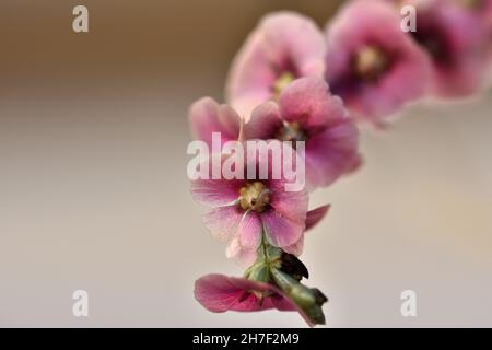 Detail of autumn flowers in Andalucia: barrilla or salicor (Salsola oppositifolia) Stock Photo