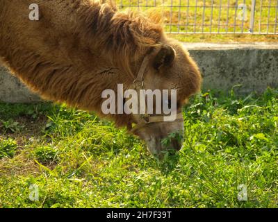 bactrian camel (scientific name Camelus bactrianus) of animal class Mammalia (mammals) eating grass Stock Photo