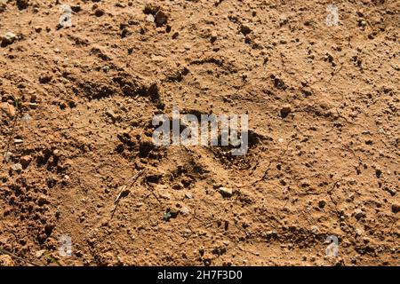 Close-up of a footprint left by a feral dog in the muddy area of a field after the rains, copy space Stock Photo