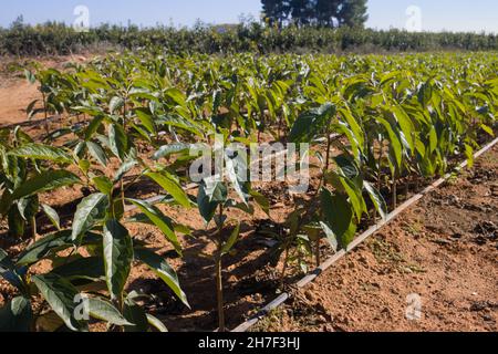 Close-up of some trees in a nursery plantation where they grow thousands of small fruit trees of the persimmon type Diospyros kaki 'Bright Red' Stock Photo