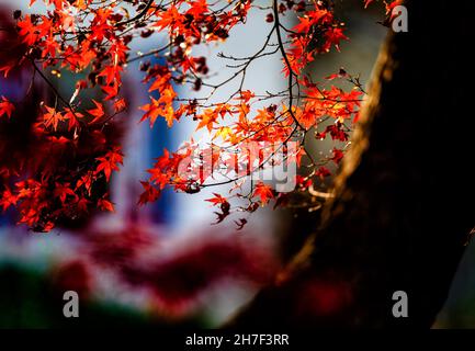 Autumn colors on the Maple Tree Stock Photo