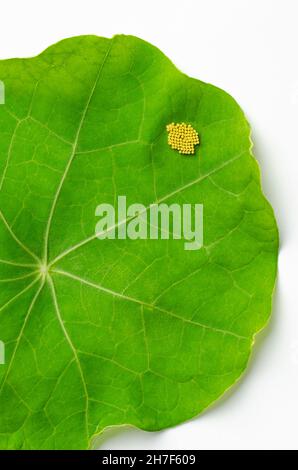 Small cabbage white butterfly eggs on a nasturtium leaf. Yellowish eggs of Pieris rapae, also known as small white or cabbage butterfly. Stock Photo