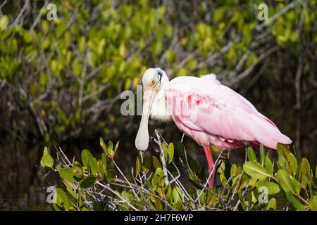 A colorful roseate spoonbill perched in a tree in Florida. Stock Photo