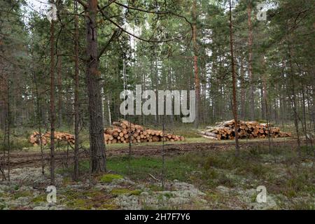 Logging. Sawed pine logs stacked in the forest Stock Photo