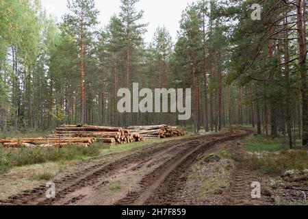 Logging. Sawed pine logs stacked in the forest, near the road Stock Photo