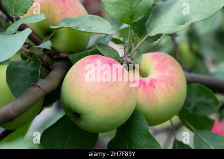 Two ripe green-red apples on an apple tree branch. Stock Photo