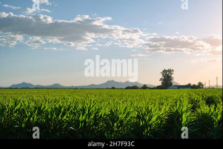 Green corn field in Tucson Arizona daytime image.  Stock Photo