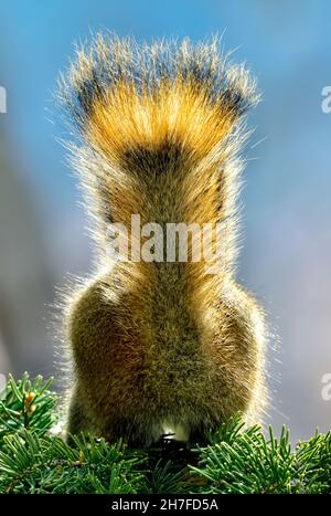 The rear end of a Red Squirrel  "Tamiasciurus hudsonicus";  as he hunts through the spruce branches holding his tail upright Stock Photo