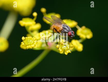 A fly with a pink belly in the forest on a bright yellow flower Stock Photo