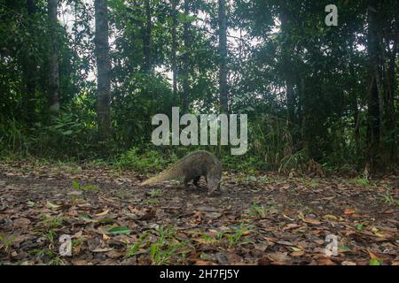 Crab-eating Mongoose in nature wildlife form Thailand.(Herpestes urva) Stock Photo