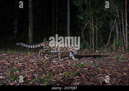 Clouded leopard (Neofelis nebulosa) in forest, Thailand Stock Photo