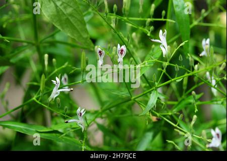 Andrographis paniculata (Burm. F) Nees, generally known as king of bitters, this plant has been widely used for treating sore throat, flu, and respira Stock Photo