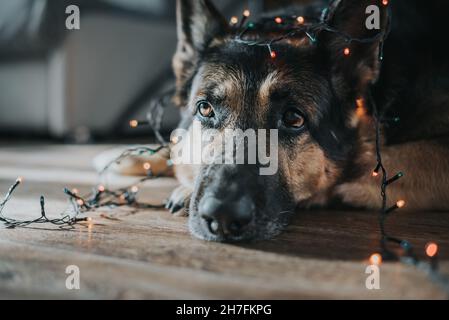 A German shepherd dog lies on the floor covered with a Christmas garland.