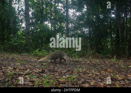 Crab-eating Mongoose in nature wildlife form Thailand.(Herpestes urva) Stock Photo