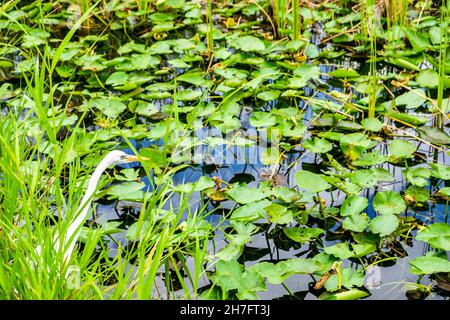 Closeup shot of a stork among the broad-leaved pondweed plants Stock Photo