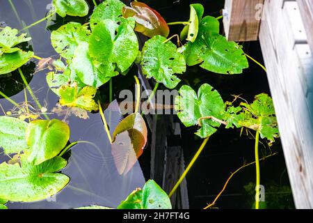 Closeup shot of broad-leaved pondweed in the water Stock Photo