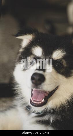 Siberian wolf breed dogs playing in the photography studio Stock Photo