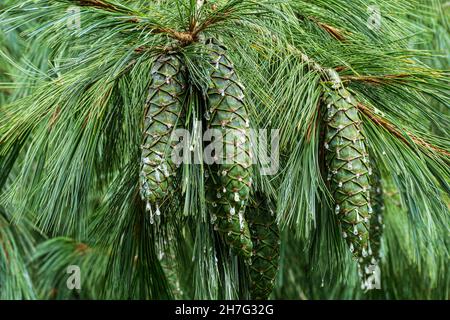 The very large cones of Pinus x holfordiana. Stock Photo
