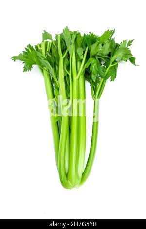 Freshly harvested celery stalk on a white background Stock Photo