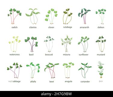 Vector set of microgreens illustrations. Healthy young seedlings. Healthy eco-friendly food. Stock Vector