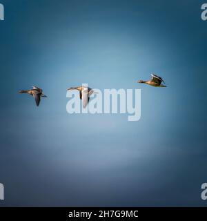 Two detailed Geese flying in a blue sky. Vignette, background, copy space, square Stock Photo