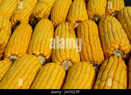 A close-up of large ripe corn cobs, maize cobs dried in the sun. Big corn ears background. Good corn harvest. Stock Photo