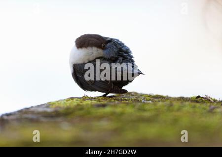 Dipper, (Cinclus cinclus), perched on stone, preening itself, Lower Saxony, Germany Stock Photo
