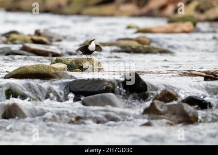 Dipper, (Cinclus cinclus), perched on stone, singing, Lower Saxony, Germany Stock Photo