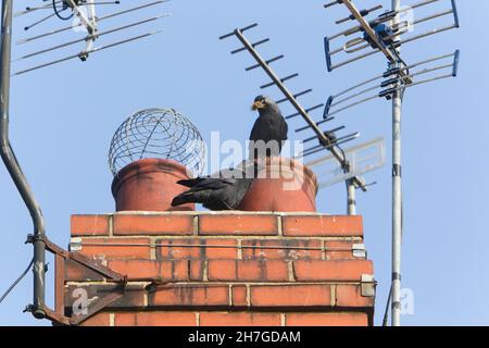 Jackdaws, (Corvus monedula), one bird with nest material in beak, sitting on chimney stack, Northumberland, England, UK Stock Photo