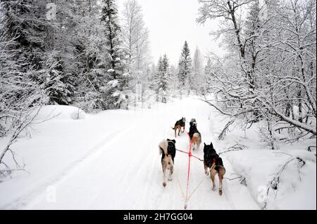 SCANDINAVIA. FINLAND IN WINTER. HOSSA NATIONAL PARK. DOGSLEDDING IN THE NATIONAL PARK. Stock Photo