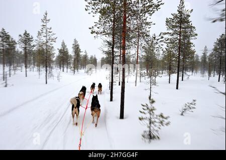SCANDINAVIA. FINLAND IN WINTER. HOSSA NATIONAL PARK. DOGSLEDDING IN THE NATIONAL PARK. Stock Photo