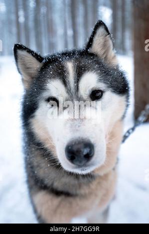 SCANDINAVIA. FINLAND IN WINTER. HOSSA NATIONAL PARK. PORTRAIT OF A HUSKY DOG. Stock Photo