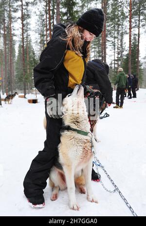 SCANDINAVIA. FINLAND IN WINTER. HOSSA NATIONAL PARK. YOUNG GIRL PREPARING A HUSKY DOG BEFORE A SLED EXPEDITION IN THE FOREST. Stock Photo