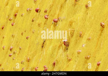 Close up image filling view of bright yellow nylon fishing nets with ropes with orange floaters attached Stock Photo