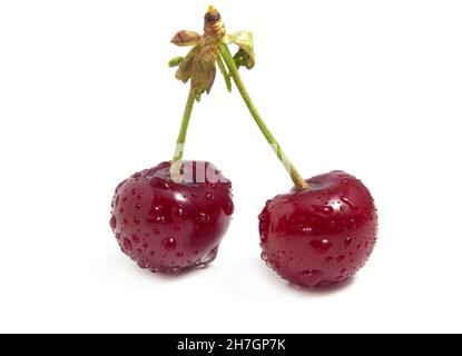 Two cherries in dew isolated on white background. Red berries are covered with drops of water Stock Photo