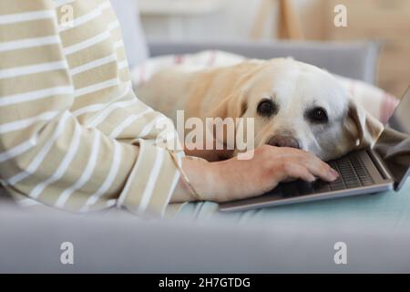 Close up of cute big dog laying head on laptop while waiting for young woman working, copy space