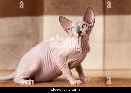 Blue mink and white color Sphynx cat four months old with blue eyes sitting at wool plaid brown and beige blanket and looking away carefully Stock Photo